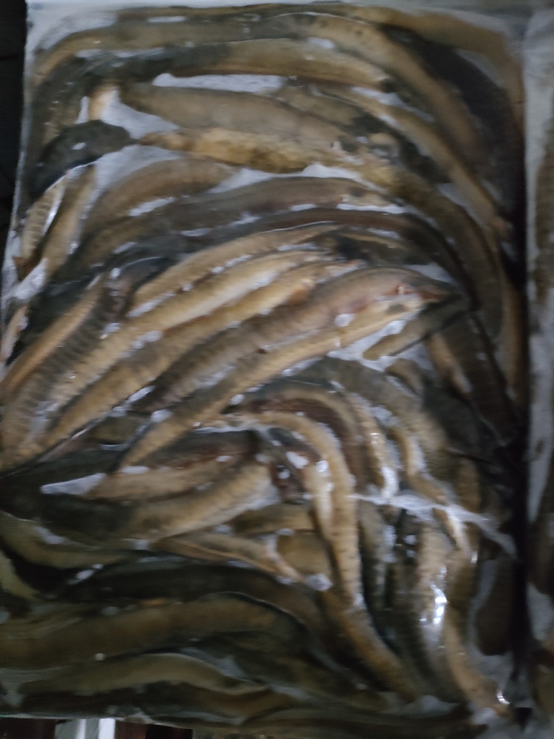 刀鳅鱼，新鲜现货