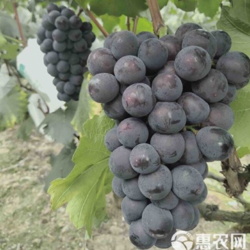 巨峰葡萄