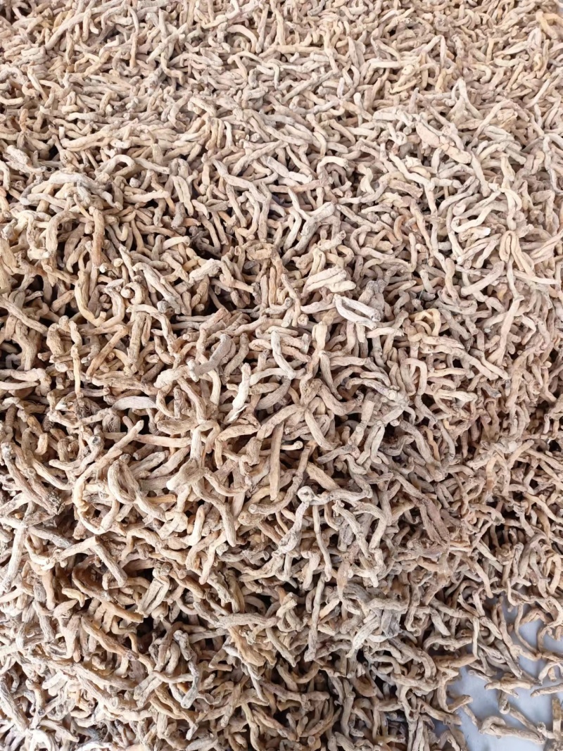 精品湖南玉竹，玉竹段产地一手货源质量保证物美价廉欢迎来电
