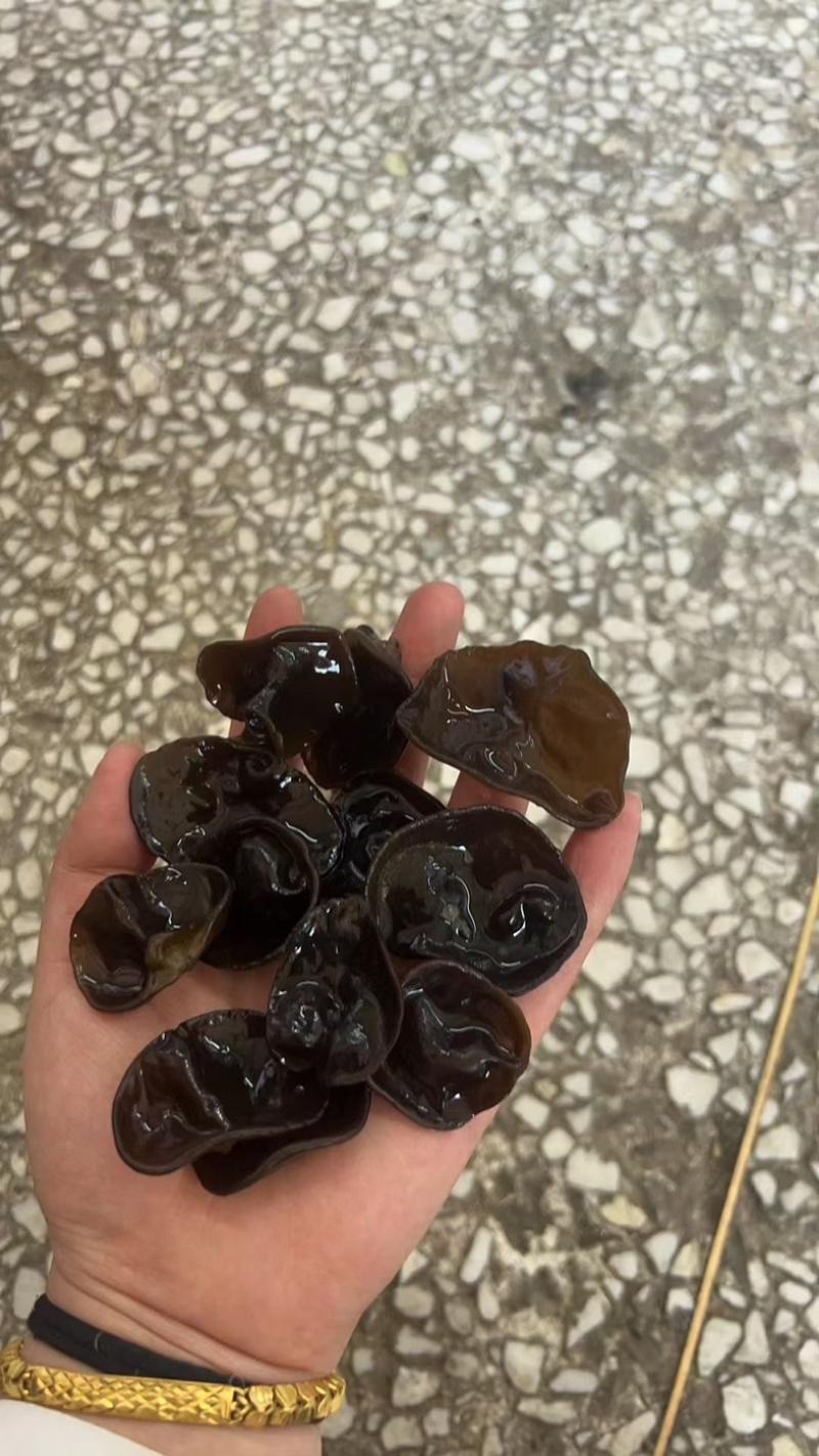 黑龙江大地头茬黑厚木耳，筋道耐泡，泡发率10倍左右
