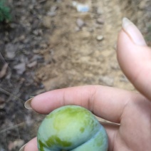 蜂糖李没坐上果，树多量小