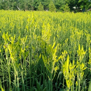 陕西黄花菜