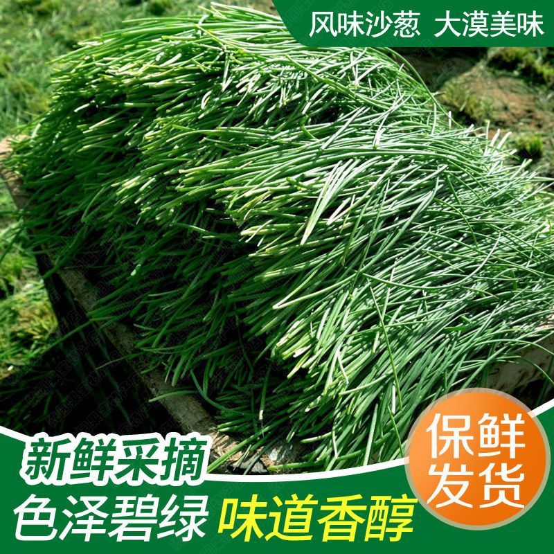 甘肃民勤沙葱，沙葱大量上市长期有货！欢迎各大客商前来咨询
