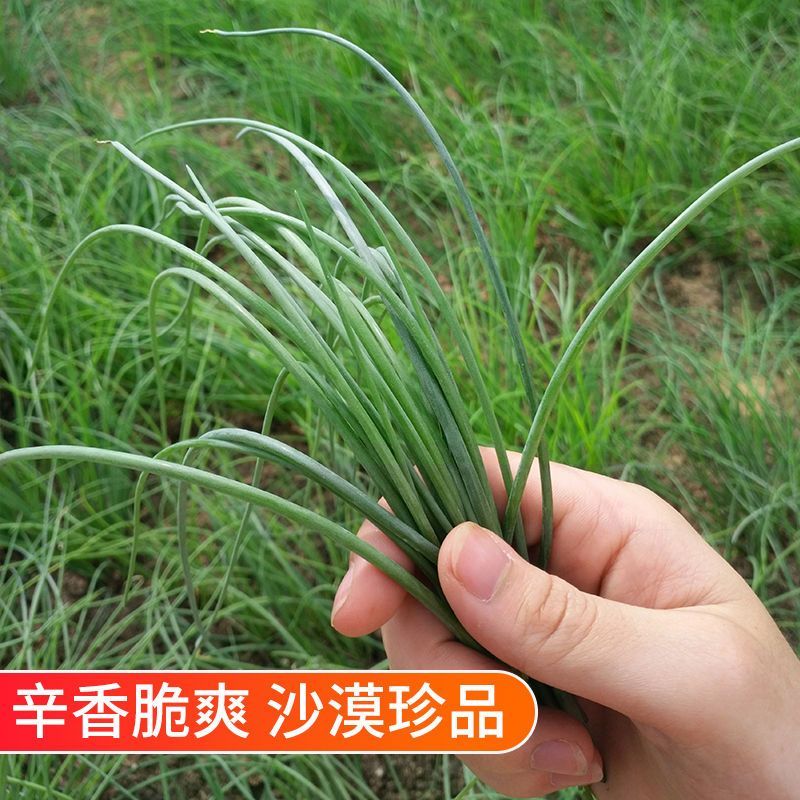 甘肃民勤沙葱，沙葱大量上市长期有货！欢迎各大客商前来咨询
