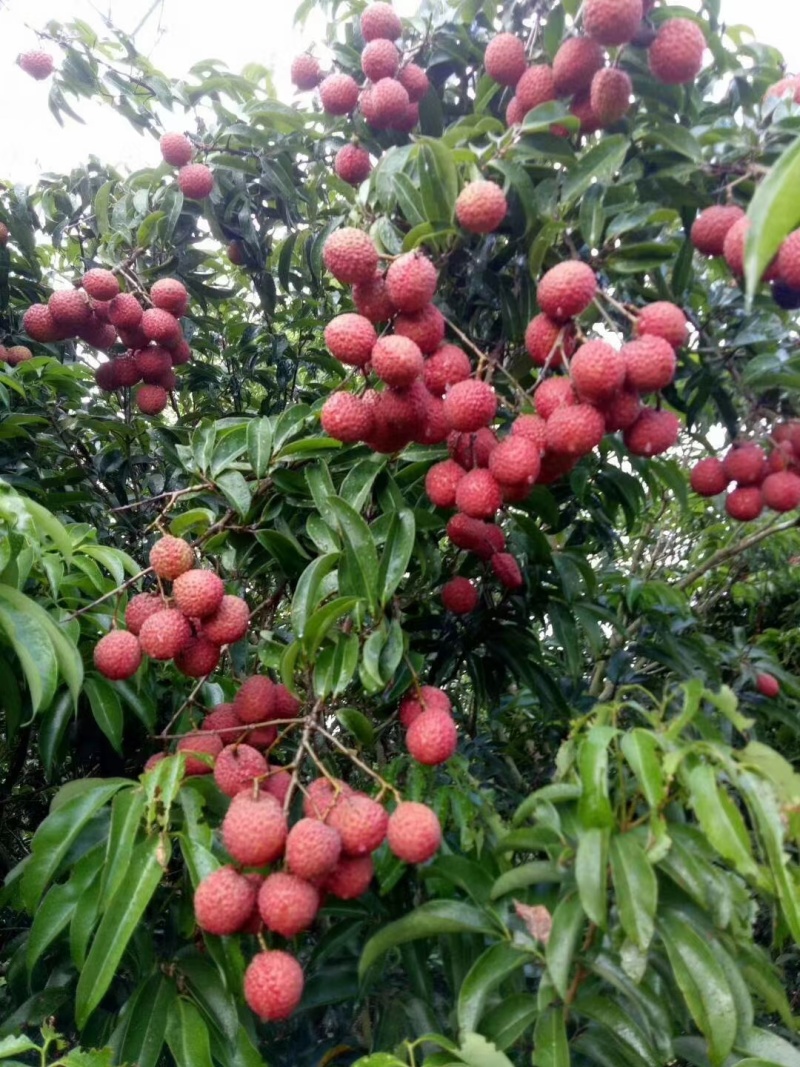 “热卖”玉荷包荔枝大量上市中，请抓紧时间联系我！