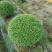川滇蜡树球冠幅:1m、1.2m量，价优欢迎来一亩田订购。