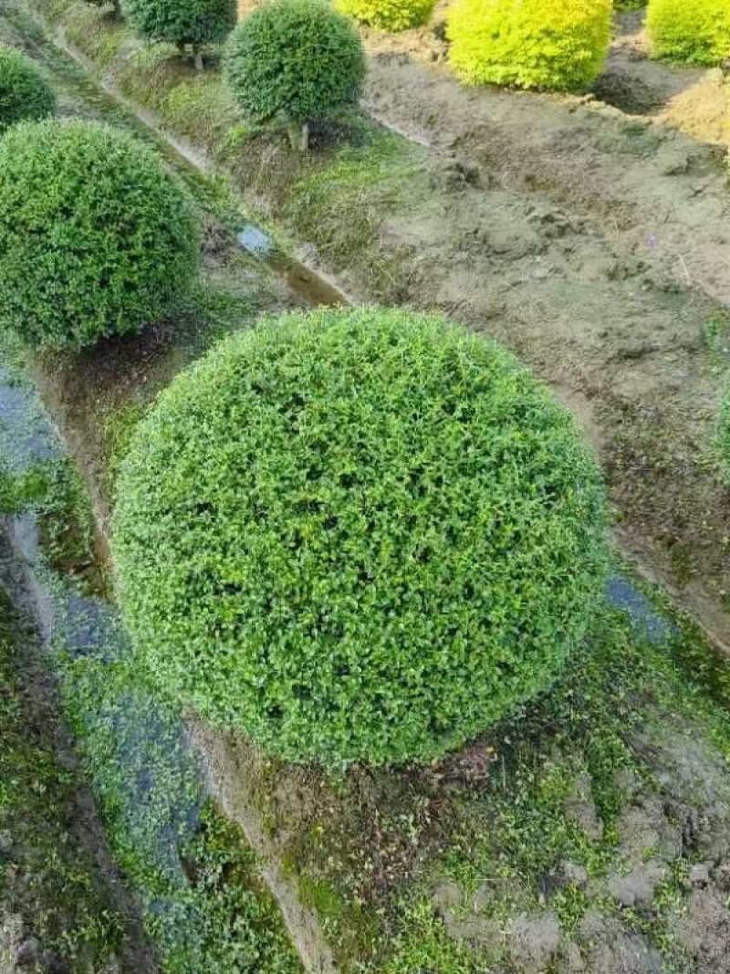 川滇蜡树球冠幅:1m、1.2m量，价优欢迎来一亩田订购。