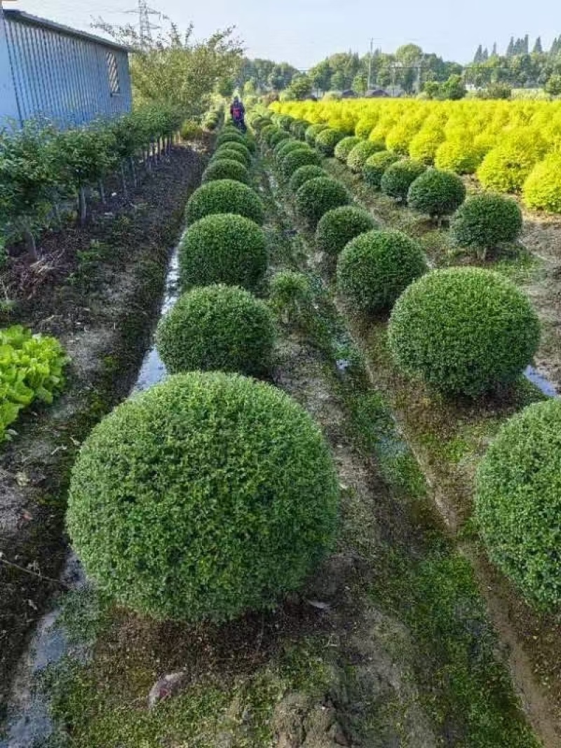 川滇蜡树球冠幅:1m、1.2m量，价优欢迎来一亩田订购。