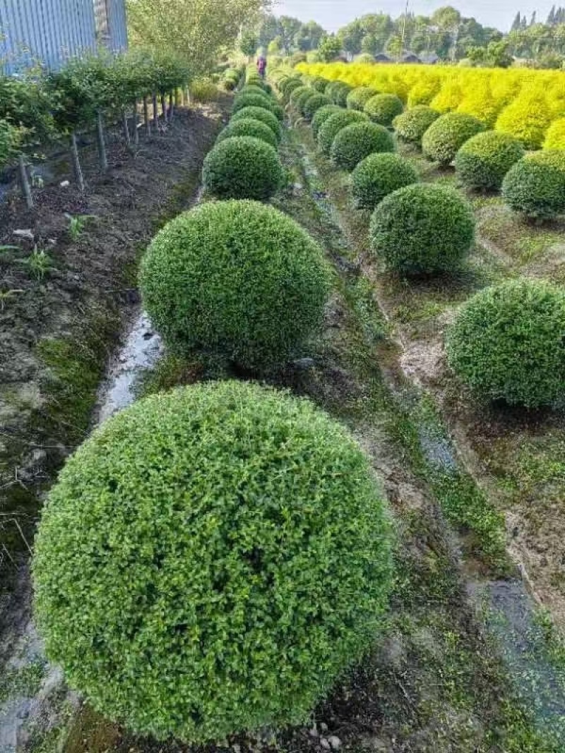 川滇蜡树球冠幅:1m、1.2m量，价优欢迎来一亩田订购。