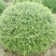 川滇蜡树球冠幅:1m、1.2m量，价优欢迎来一亩田订购。