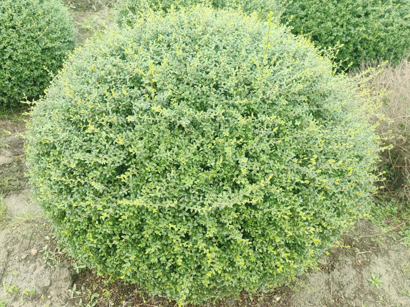 川滇蜡树球冠幅:1m、1.2m量，价优欢迎来一亩田订购。