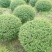 川滇蜡树球冠幅:1m、1.2m量，价优欢迎来一亩田订购。