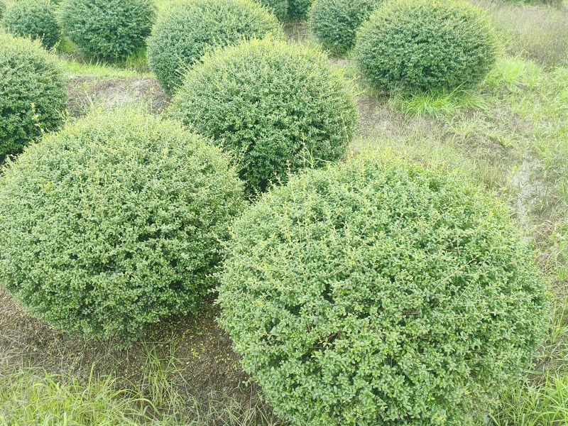 川滇蜡树球冠幅:1m、1.2m量，价优欢迎来一亩田订购。