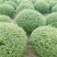 川滇蜡树球冠幅:1m、1.2m量，价优欢迎来一亩田订购。