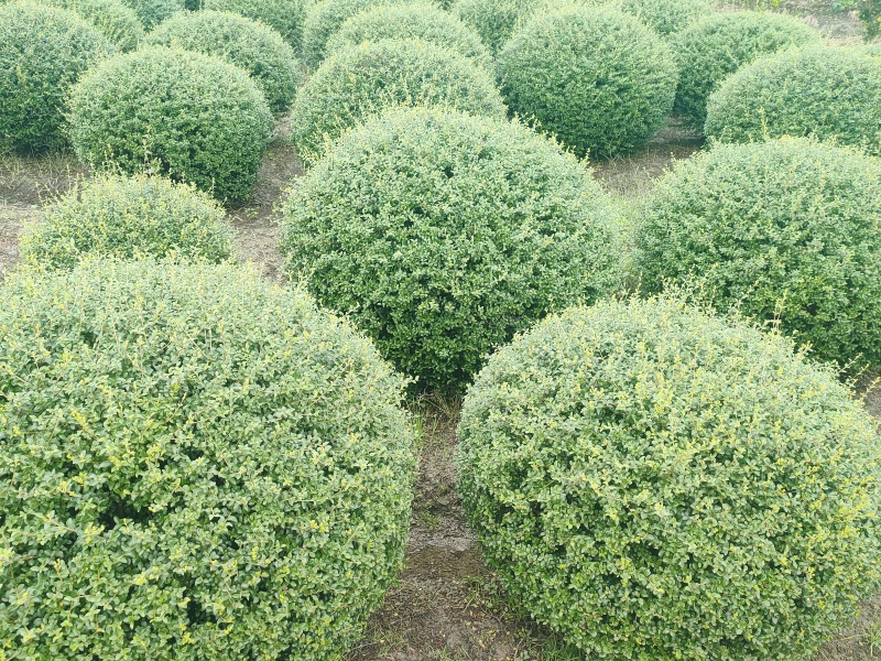 川滇蜡树球冠幅:1m、1.2m量，价优欢迎来一亩田订购。