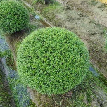 川滇蜡树球冠幅:1m、1.2m量，价优欢迎来一亩田订购。