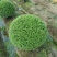 川滇蜡树球冠幅:1m、1.2m量，价优欢迎来一亩田订购。