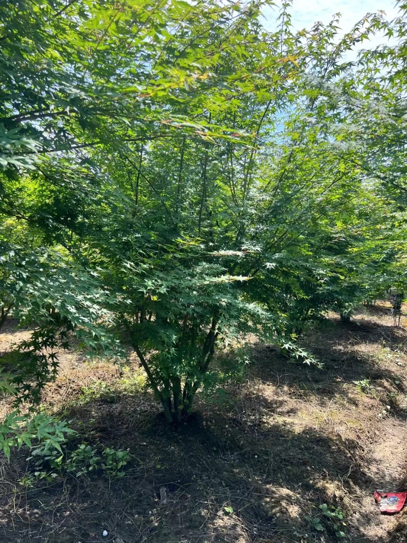丛生鸡爪槭冠幅:3m，高度3m，量大价优，欢迎来一亩田订