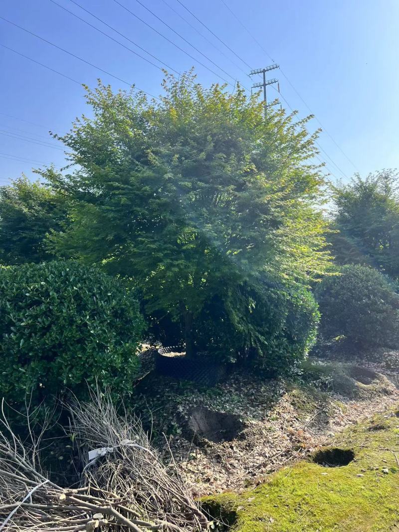 鸡爪槭容器苗地径12公分，量大价优，欢迎来一亩田订购。
