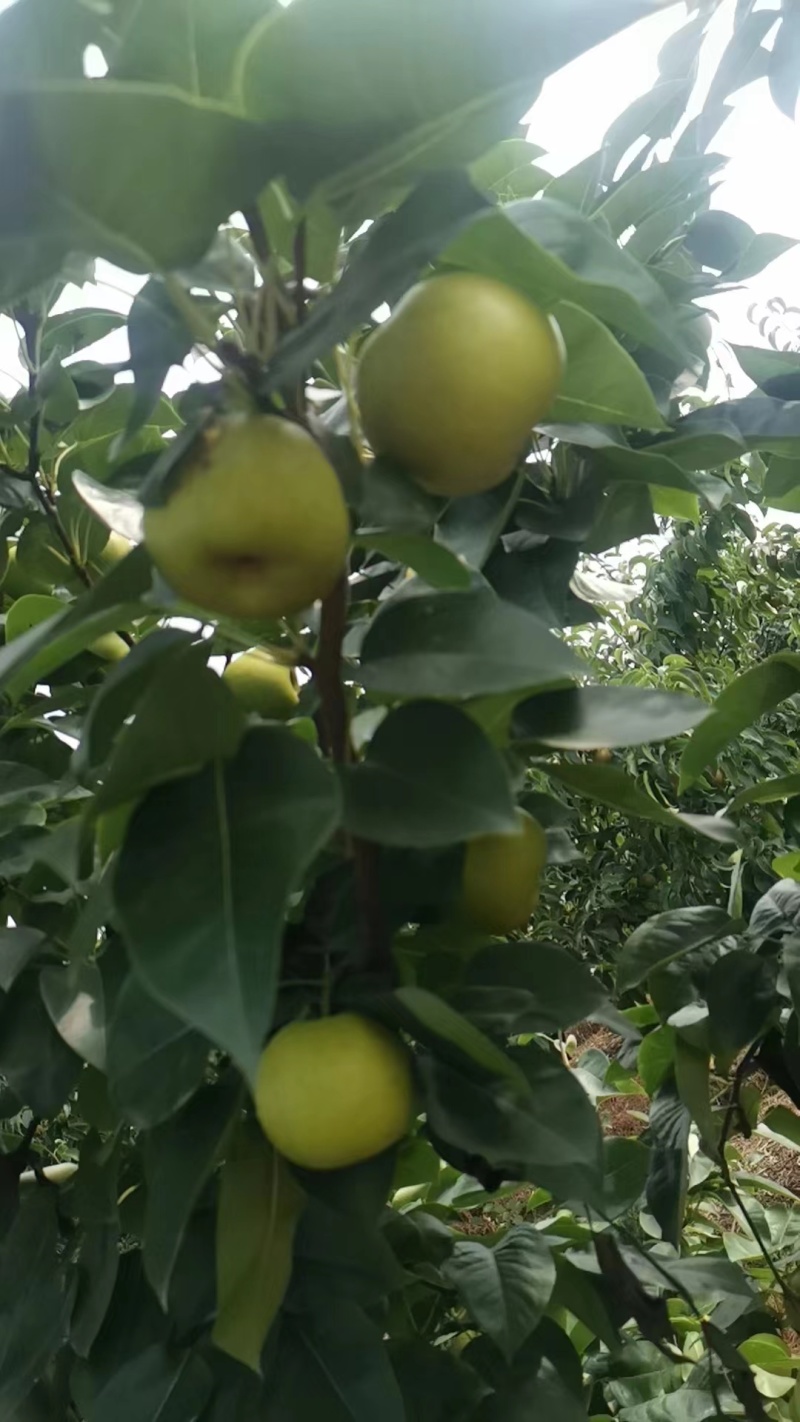 精品翠冠梨，产地直发，品质保证，价格便宜，欢迎来电