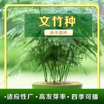 新品文竹种子文竹盆栽室内种植室外耐寒花种文竹种籽四季庭院