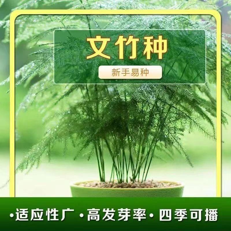 新品文竹种子文竹盆栽室内种植室外耐寒花种文竹种籽四季庭院