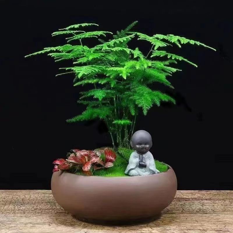新品文竹种子文竹盆栽室内种植室外耐寒花种文竹种籽四季庭院