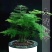 新品文竹种子文竹盆栽室内种植室外耐寒花种文竹种籽四季庭院