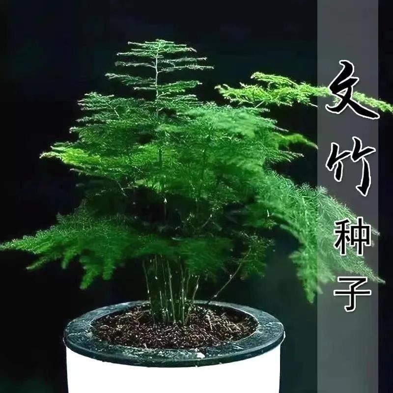 新品文竹种子文竹盆栽室内种植室外耐寒花种文竹种籽四季庭院