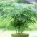 新品文竹种子文竹盆栽室内种植室外耐寒花种文竹种籽四季庭院