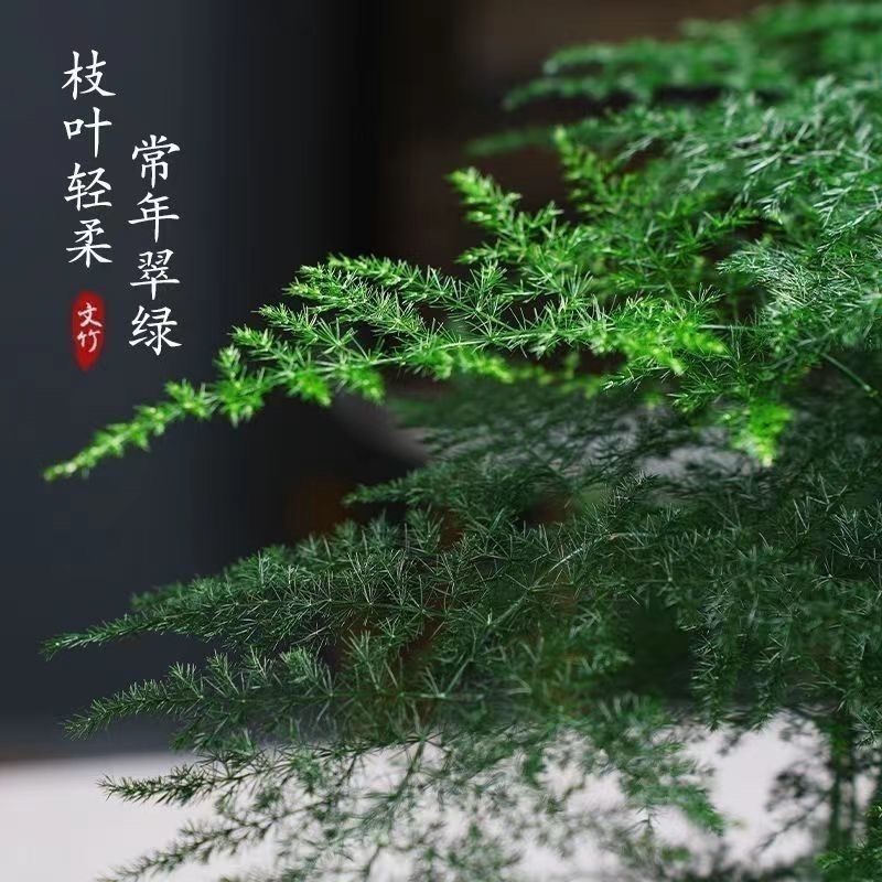 新品文竹种子文竹盆栽室内种植室外耐寒花种文竹种籽四季庭院