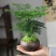 新品文竹种子文竹盆栽室内种植室外耐寒花种文竹种籽四季庭院