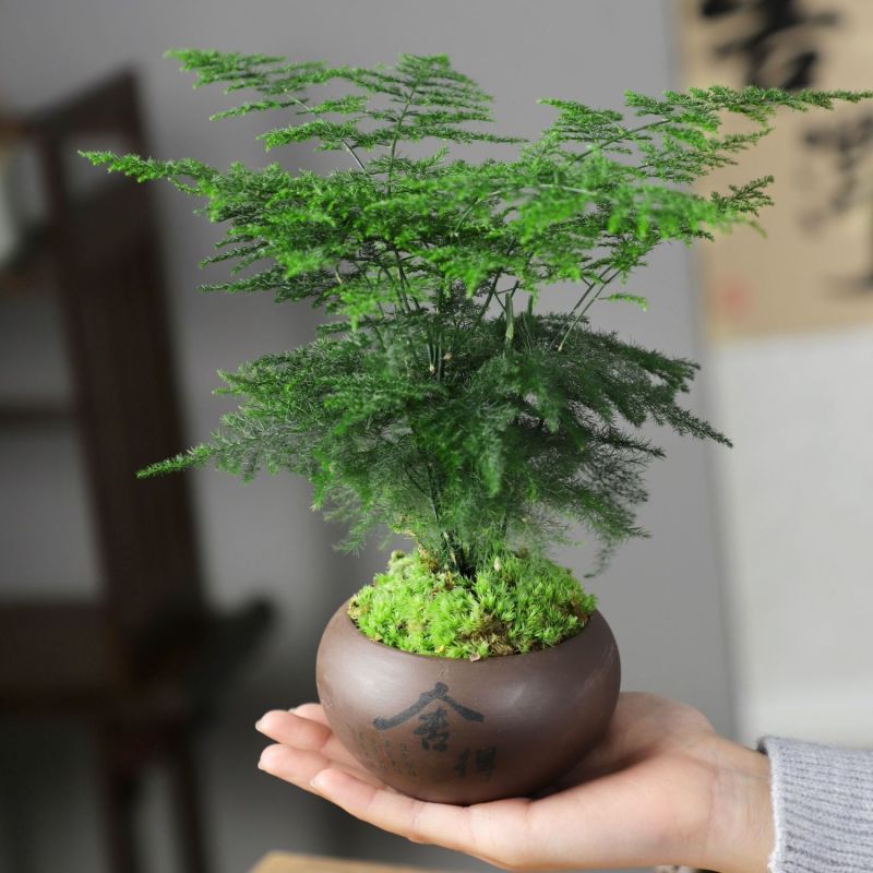 新品文竹种子文竹盆栽室内种植室外耐寒花种文竹种籽四季庭院