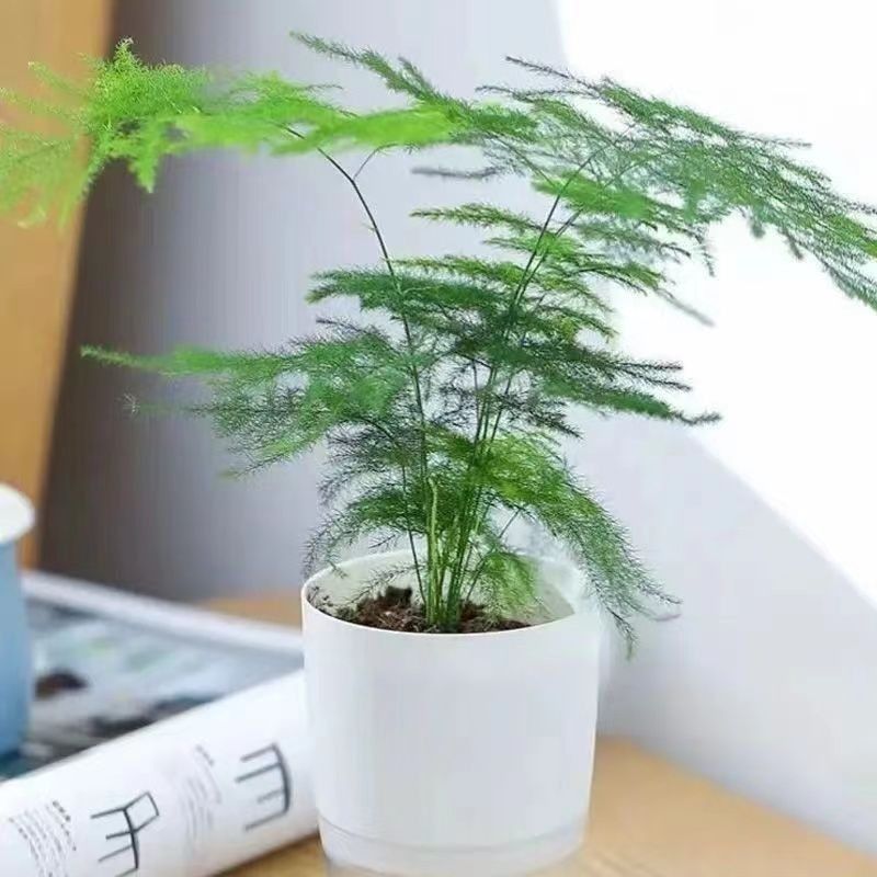 新品文竹种子文竹盆栽室内种植室外耐寒花种文竹种籽四季庭院