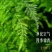 新品文竹种子文竹盆栽室内种植室外耐寒花种文竹种籽四季庭院