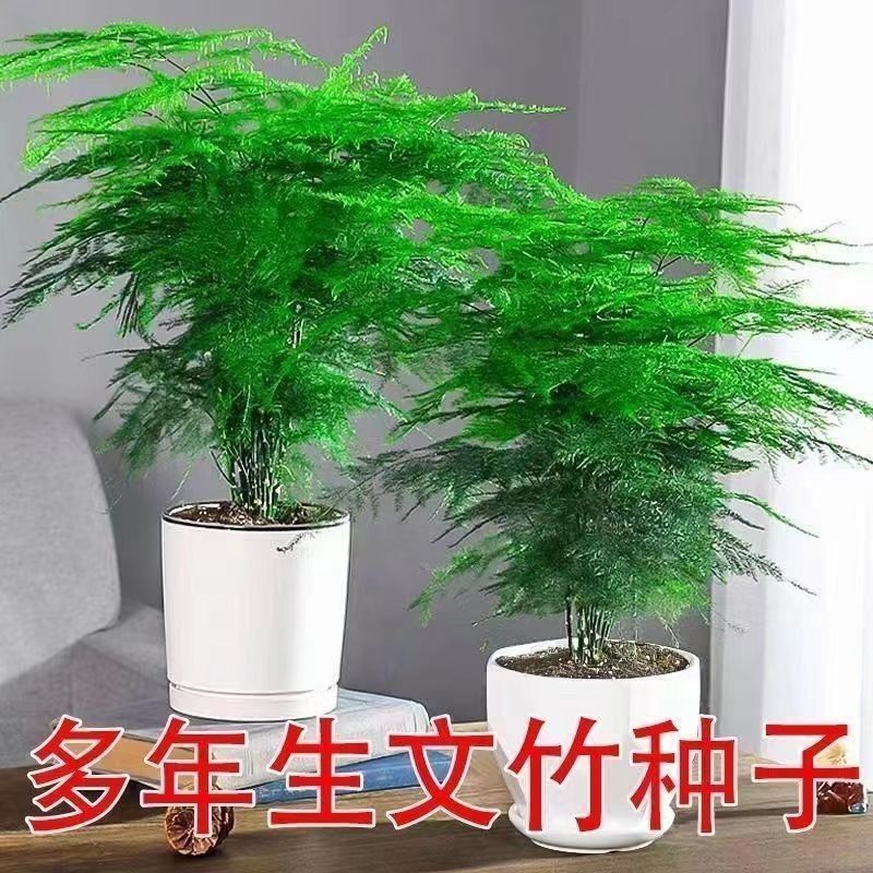 新品文竹种子文竹盆栽室内种植室外耐寒花种文竹种籽四季庭院