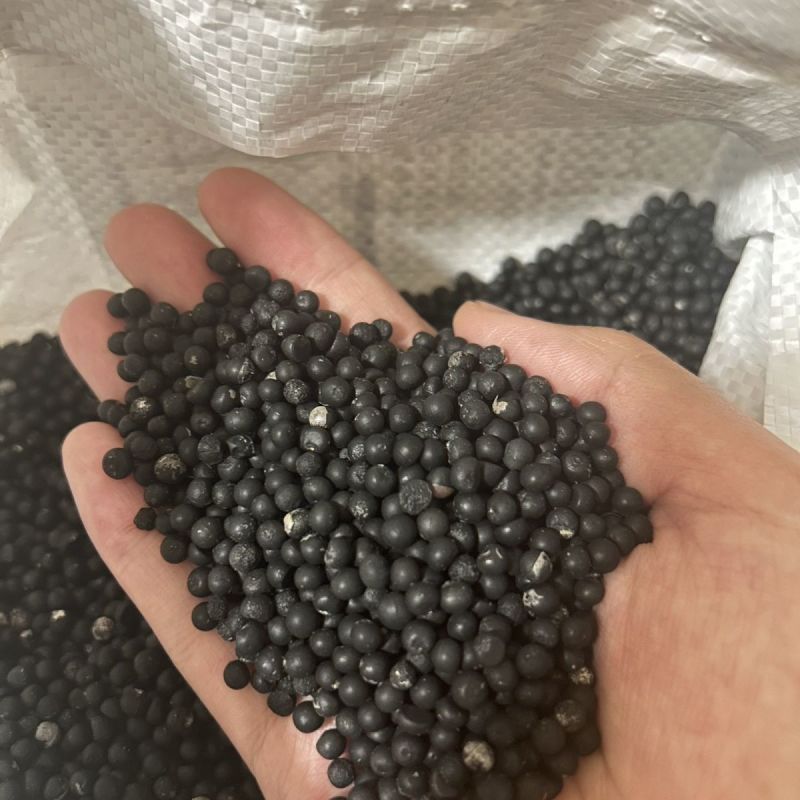 新品文竹种子文竹盆栽室内种植室外耐寒花种文竹种籽四季庭院