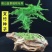 新品文竹种子文竹盆栽室内种植室外耐寒花种文竹种籽四季庭院