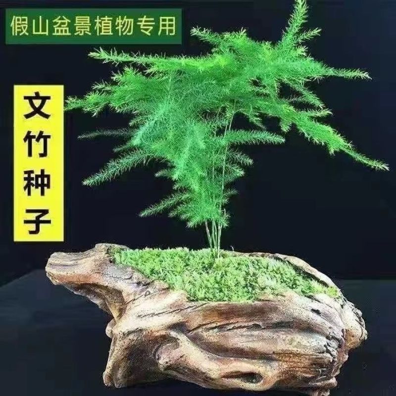 新品文竹种子文竹盆栽室内种植室外耐寒花种文竹种籽四季庭院
