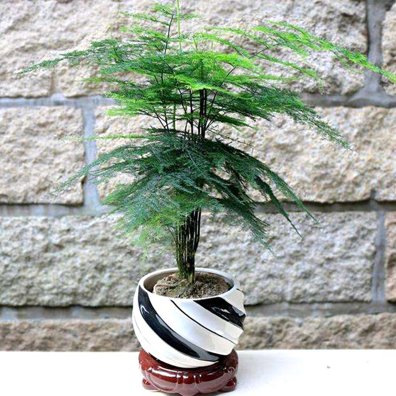 新品文竹种子文竹盆栽室内种植室外耐寒花种文竹种籽四季庭院