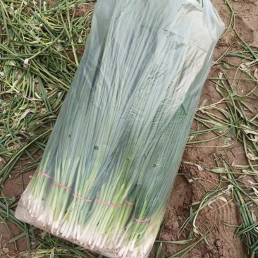 新民产地精品小葱保质保量货源充足欢迎订购