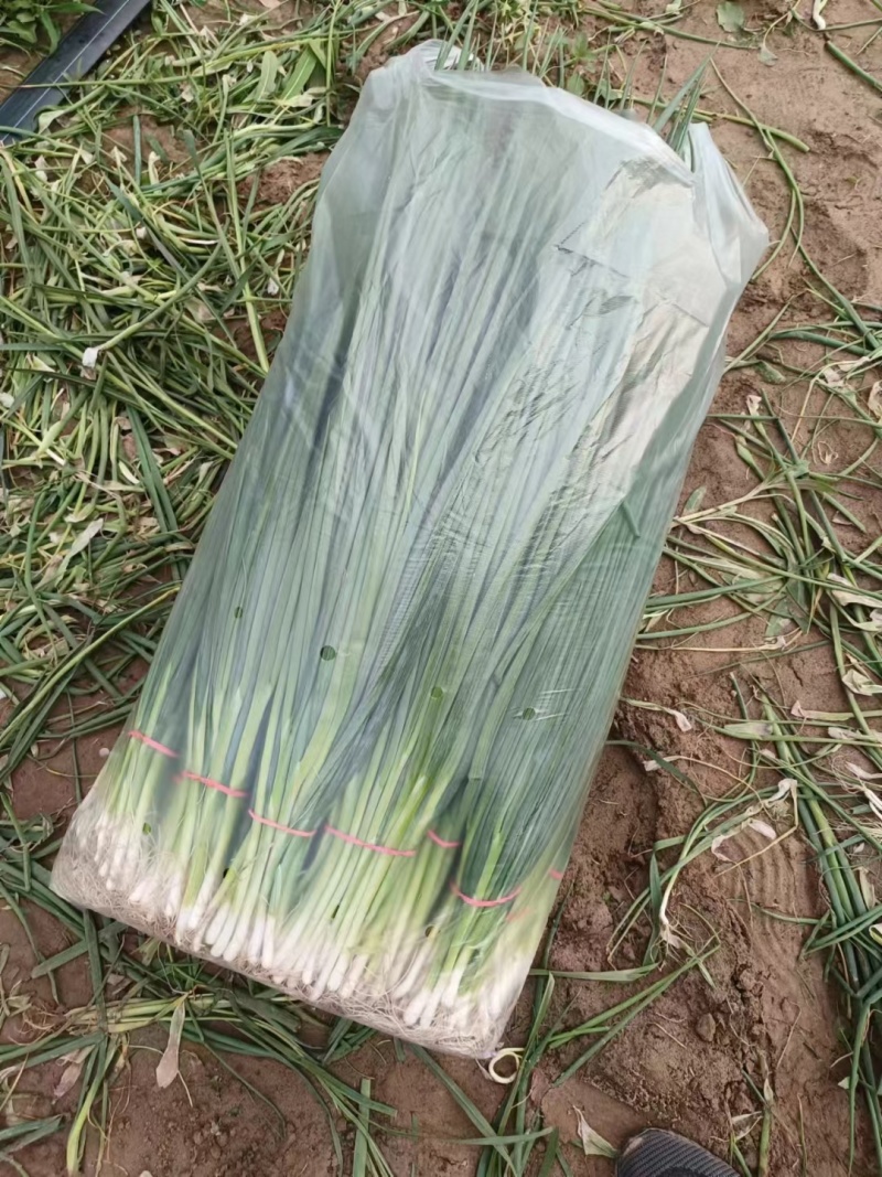 新民产地精品小葱保质保量货源充足欢迎订购