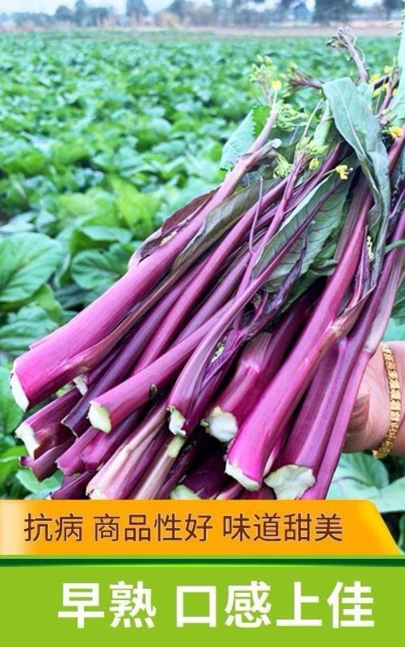 红菜苔种子伟峰60湖北早熟红菜苔