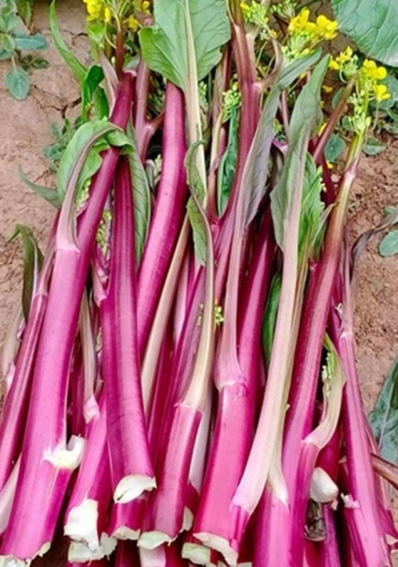 红菜苔种子伟峰60湖北早熟红菜苔