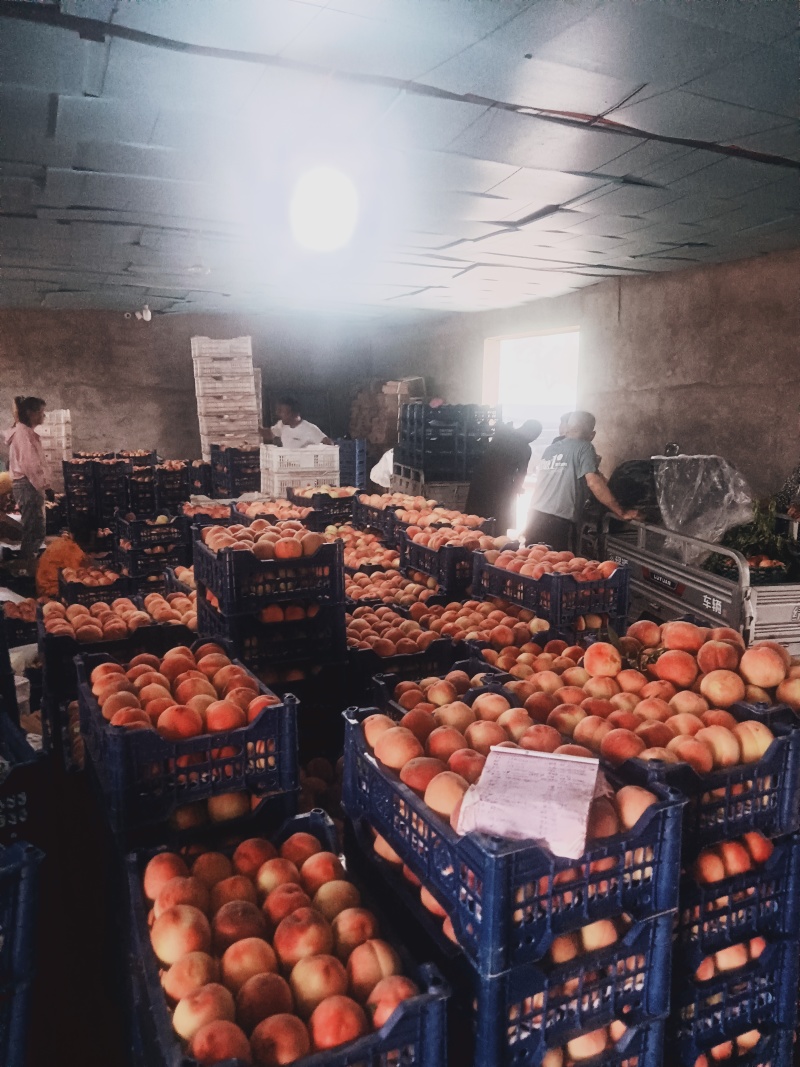 突围桃水蜜桃毛桃市场货精品货大量供应批发团购商超