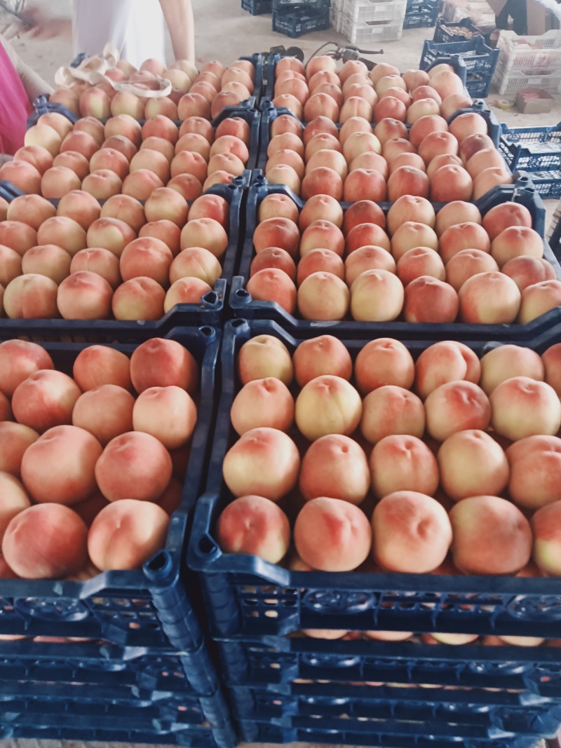 突围桃水蜜桃毛桃市场货精品货大量供应批发团购商超