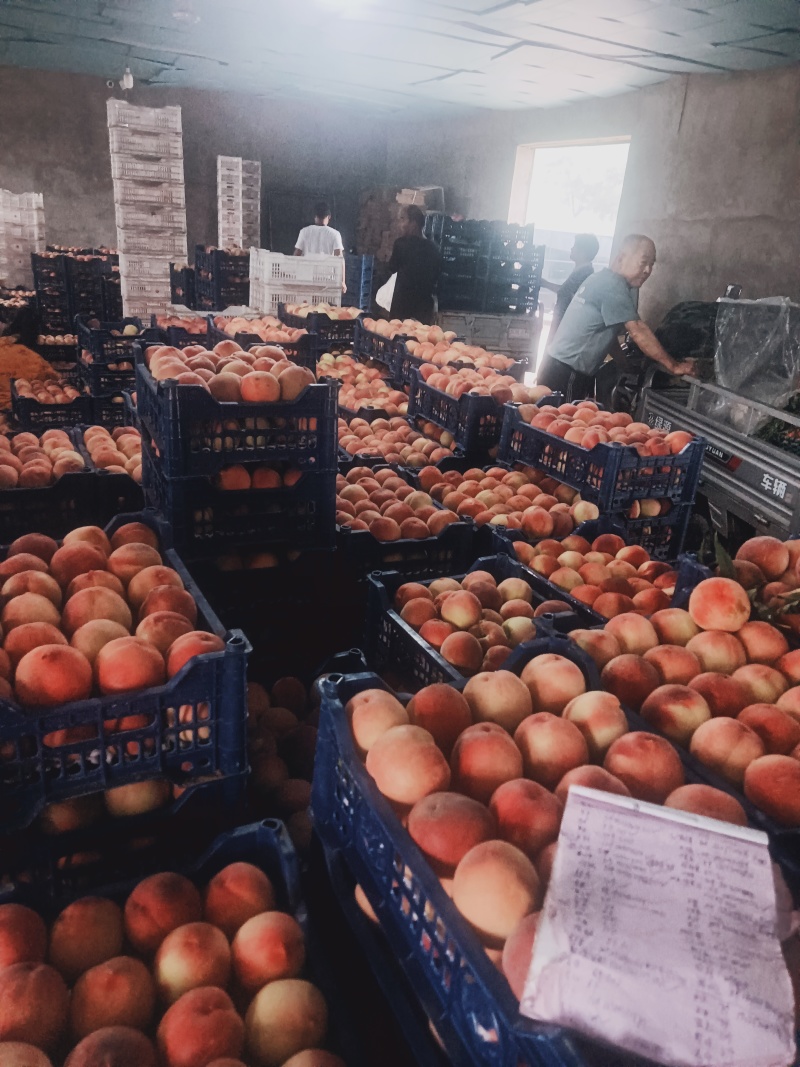突围桃水蜜桃毛桃市场货精品货大量供应批发团购商超