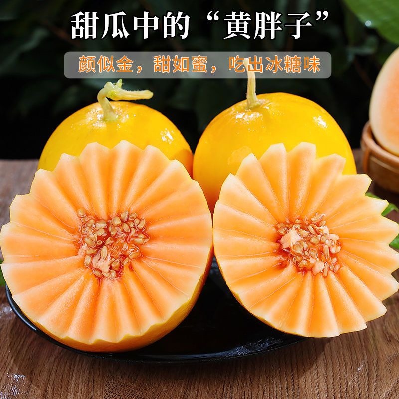 甘肃金红宝甜瓜黄金蜜精品产地直发保质保量欢迎咨询