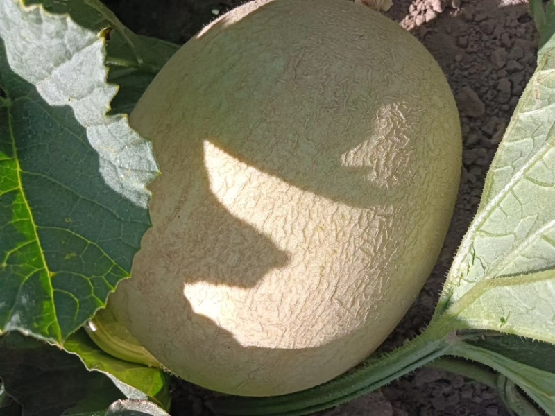 甘肃银蜜甜瓜软糯香甜蜜瓜皮薄肉厚大量供应欢迎咨询