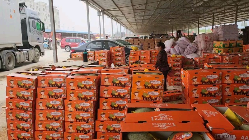甘肃民勤蜜瓜，小蜜，西州蜜，大量上市，专业代办，欢迎采购